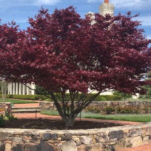 Javor dlaňolistý (Acer palmatum) ´BLOODGOOD´ výška 120-150 cm, kont. C15L 